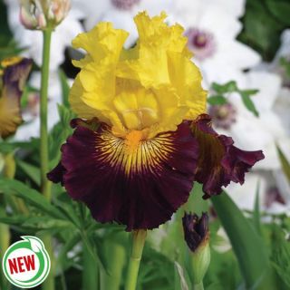 Pirate Ahoy Iris Thumbnail